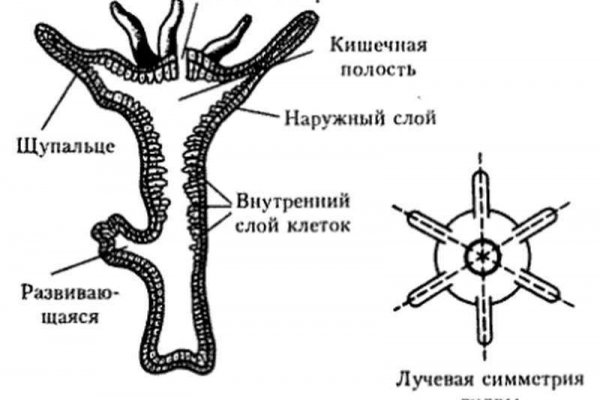 Кракен торговая площадка